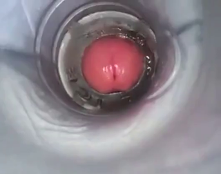 Video by Swingtastic Toys with the username @swingtastic,  May 27, 2020 at 7:54 PM and the text says 'Cumming inside a fleshlight'