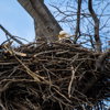 A Place For Eagles Nest! -Sharing *my photos* for your c…