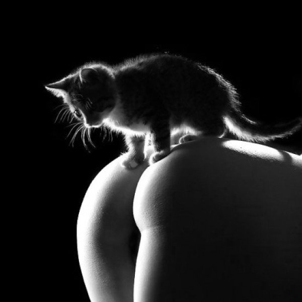 Indifferent Cats In Amateur Porn Â» Hottest posts | Sharesome