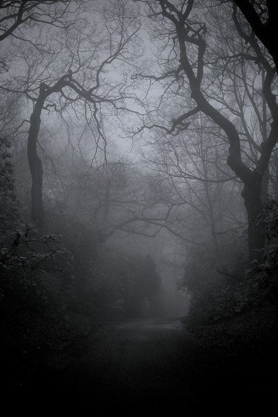 Photo by Schadenfreude with the username @Schadenfreude,  October 29, 2015 at 6:04 AM and the text says '#scenery  #Woods  #fog  #trees  #sfw'