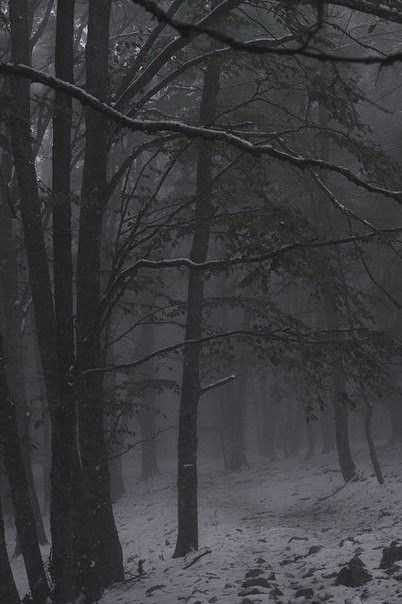 Photo by Schadenfreude with the username @Schadenfreude,  October 29, 2015 at 6:04 AM and the text says '#scenery  #Woods  #fog  #trees  #sfw'