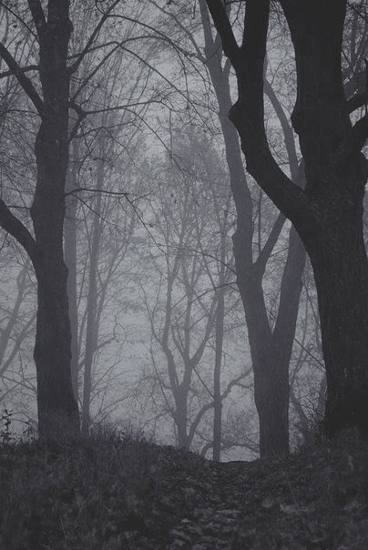 Photo by Schadenfreude with the username @Schadenfreude,  October 29, 2015 at 6:04 AM and the text says '#scenery  #Woods  #fog  #trees  #sfw'