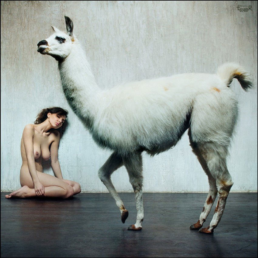 Photo by sxecat with the username @sxecat,  May 1, 2011 at 11:14 AM and the text says 'randomnudes:

LOL I couldn’t stop laughing at this picture… llamas are hilarious
 #porn  #fully  #naked  #woman'