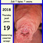 foreskin calender