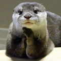 Otter091