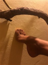 Photo by RiderFloor with the username @riderfloor, who is a star user,  May 18, 2024 at 4:22 AM. The post is about the topic Sensual Feet and the text says 'would you lick my soles and kiss my toes?'