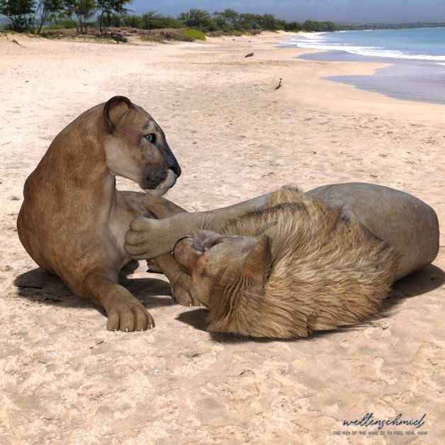 Photo by Sumpfbiber with the username @Sumpfbiber,  August 25, 2021 at 7:13 PM. The post is about the topic SFW Animals and the text says 'Lions on the beach enjoying themselves. :-3'