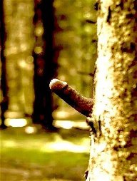 Photo by Sikontol with the username @Sikontol,  May 16, 2024 at 2:35 PM. The post is about the topic Outdoor dick and the text says 'Morning wood?
#cock #kontol'