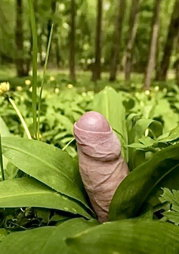 Photo by Sikontol with the username @Sikontol,  April 21, 2024 at 4:13 PM. The post is about the topic Male life outdoors and the text says 'Look what I found #cumming up in my garden! Must be all my #cum from #jerkingoff my #cock'