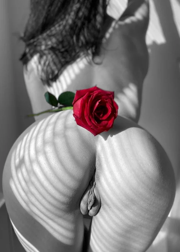 Photo by derBerliner70 with the username @derBerliner1970,  March 28, 2024 at 10:09 PM. The post is about the topic erotic of monochrome and the text says '😈



#rose'