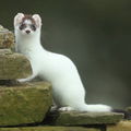 stoutstoat