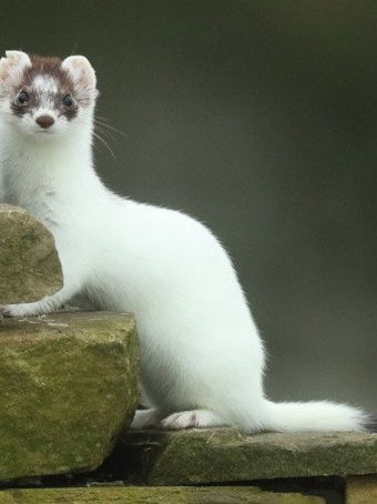 stoutstoat