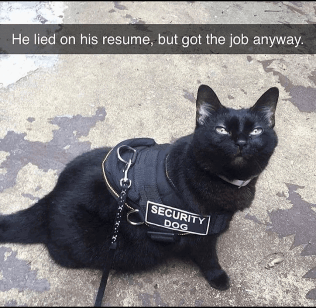 Photo by MartinHack14 with the username @MartinHack14, who is a verified user,  August 12, 2022 at 7:29 AM and the text says 'service cat?'