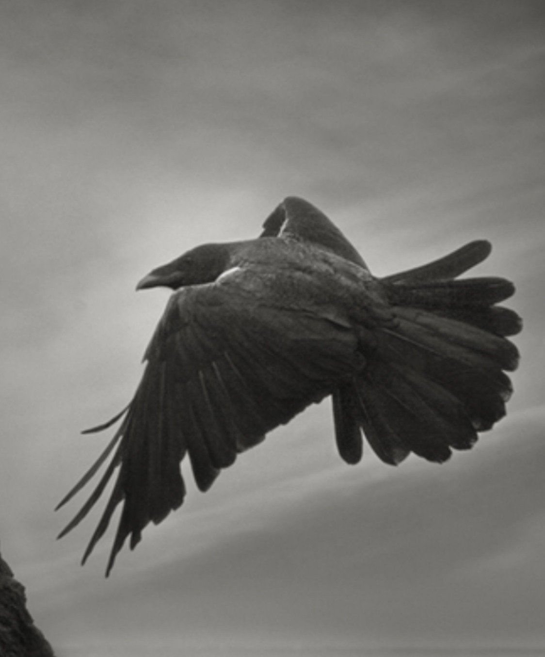 Cover photo of Storm-Bird