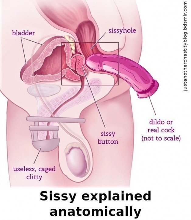 Photo by Bitedd with the username @Bitedd, who is a verified user,  October 4, 2023 at 10:53 AM. The post is about the topic Anatomy of a Sissy