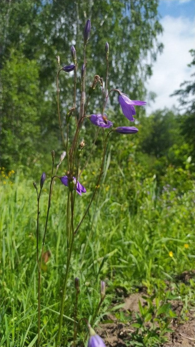 Photo by Terefur with the username @Terefur, who is a star user,  June 27, 2023 at 4:30 PM and the text says 'Lovely flowers.
#nature #photo #photography #sun #time #story #love #travel'