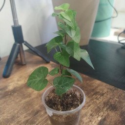 Photo by Terefur with the username @Terefur, who is a star user,  May 10, 2024 at 4:30 PM and the text says 'I bought ivy again, I hope it survives
#plant #today #life #love #reallife #thankyou'