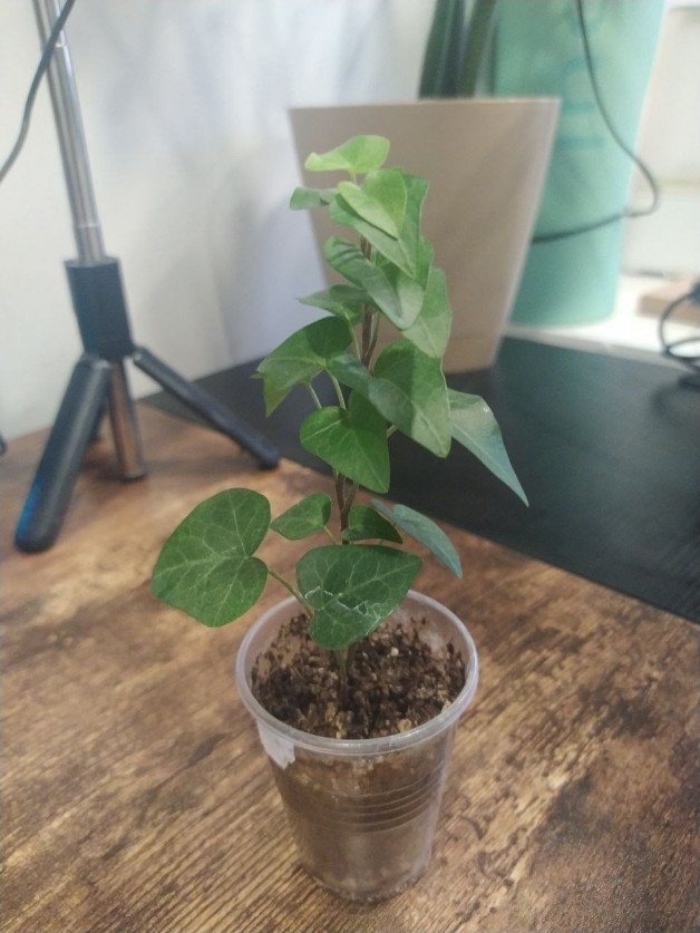 Photo by Terefur with the username @Terefur, who is a star user,  May 10, 2024 at 4:30 PM and the text says 'I bought ivy again, I hope it survives
#plant #today #life #love #reallife #thankyou'