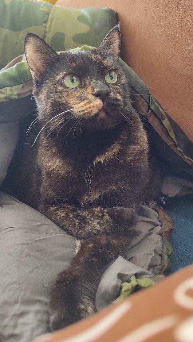 Photo by Terefur with the username @Terefur, who is a star user,  September 7, 2024 at 4:30 PM and the text says 'Our cat also wanted to go camping...
#shot #photo #today #time #day #love #work #life'