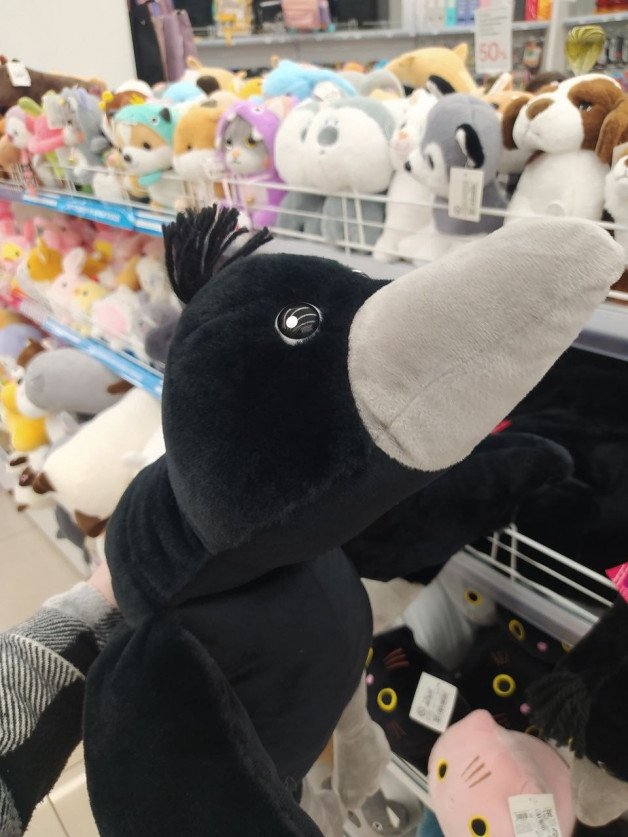 Photo by Terefur with the username @Terefur, who is a star user,  May 25, 2024 at 4:30 PM and the text says 'This is such a cool crow
#life #love #reallife #thankyou #today'