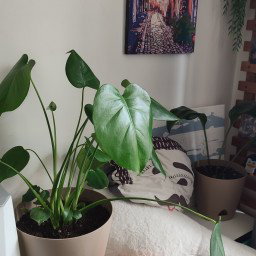 Photo by Terefur with the username @Terefur, who is a star user,  April 30, 2024 at 4:35 PM and the text says 'One of my new plants
#plant #today #life #love #reallife #thankyou'