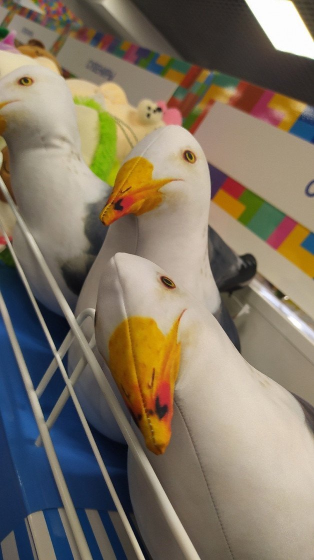 Photo by Terefur with the username @Terefur, who is a star user, posted on January 25, 2023 and the text says 'These cute seagulls lured me...
#softtoy #toypics #lure #seagulls
#shop #today #store #sale #shopnow #home'