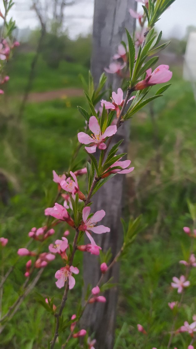 Photo by Terefur with the username @Terefur, who is a star user,  May 18, 2023 at 4:35 PM and the text says 'These are very beautiful flowers
#flover #photography #natura l#life #today #time'