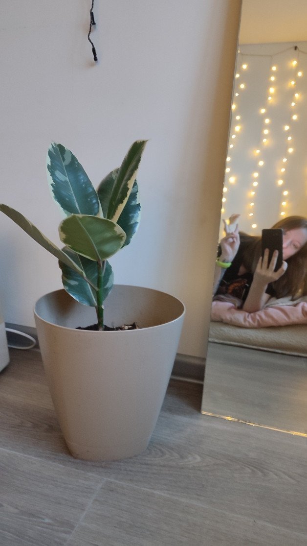 Photo by Terefur with the username @Terefur, who is a star user,  December 16, 2022 at 4:30 PM and the text says 'Little secret, I really love indoor plants) This is my new purchase!
#indoorplants #plants #iloveplants #life #love #time #reallife #thankyou #today #nature'