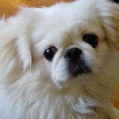 Photo by Tropixboy with the username @Tropixboy,  June 7, 2023 at 7:00 PM and the text says 'Gay white dude, age 54, well-educated, currently unattached and living in the southern USA with the best dog in the whole world. That's Coco the Peke!'