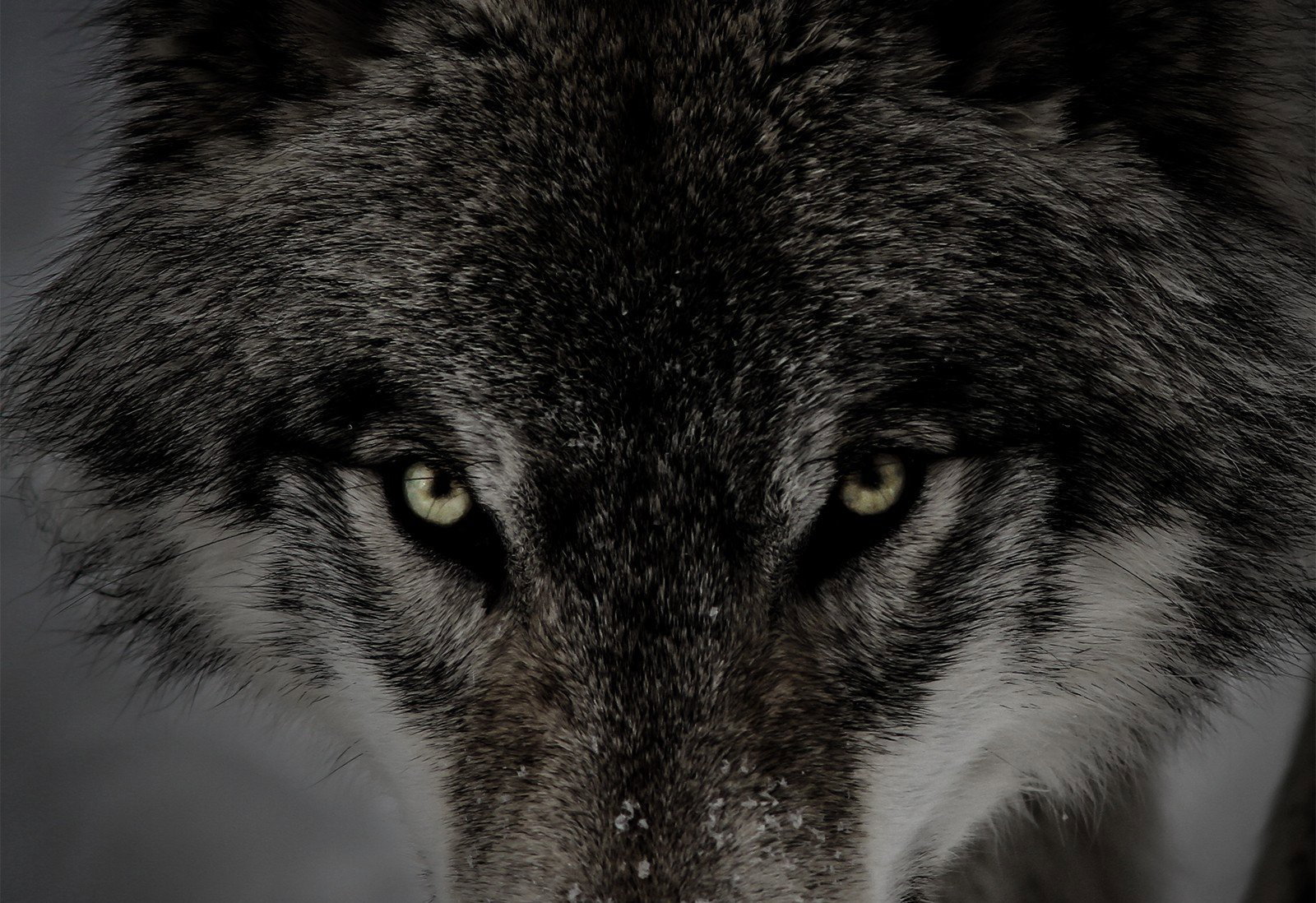 Cover photo of Papa-Wolf
