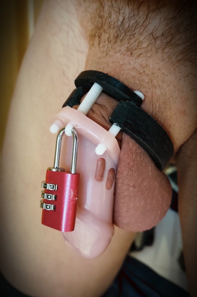 Photo by Transshamel_Eddipet with the username @eddipet90, who is a verified user,  October 10, 2023 at 4:35 PM. The post is about the topic Bondage and the text says 'locked, nobto get too big
#chasty #sub #locked #me'