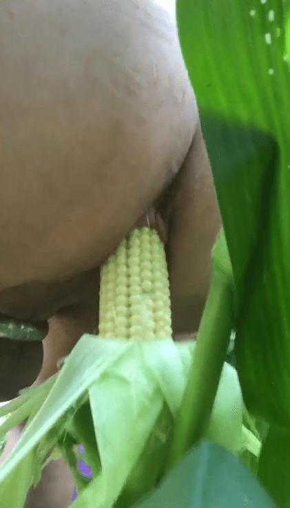 Photo by DirtyDaddyFunStuff with the username @DirtyDaddyPorn, who is a verified user,  April 30, 2024 at 10:39 PM and the text says '#Cornhole #fucking #foodfuck #fuck #ass #anal #public #nature #farm #farmer'