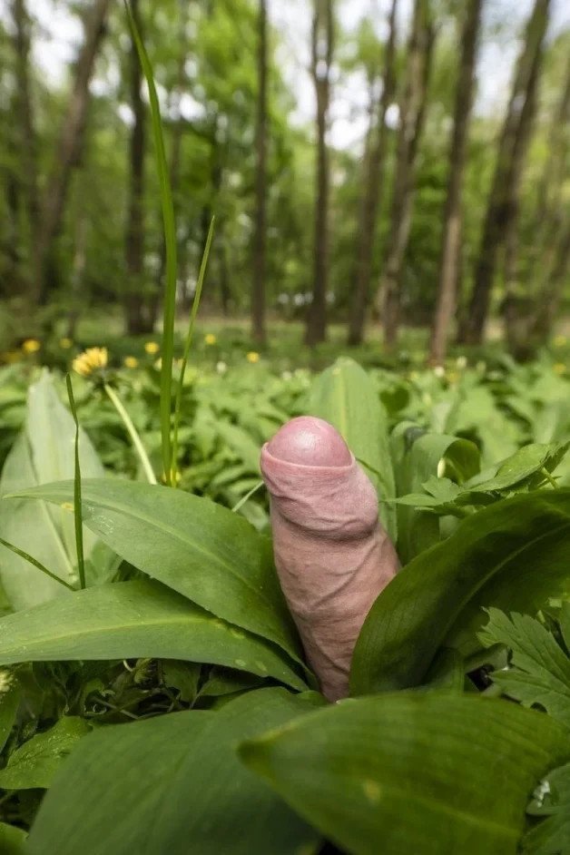 Photo by DirtyDaddyFunStuff with the username @DirtyDaddyPorn, who is a verified user,  April 22, 2024 at 8:58 PM and the text says 'Spring is here!  #flower #cock #uncut #outdoors #parks #nature'