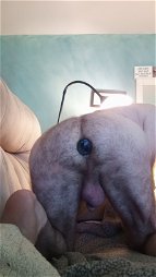 Photo by NakedBiguy with the username @NakedBiguy, who is a verified user,  May 18, 2024 at 1:52 PM. The post is about the topic Men using dildos/plugs