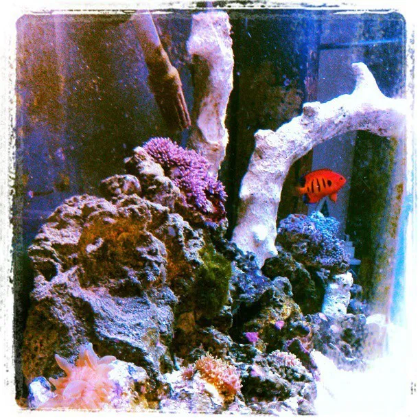 Photo by Nutterbutter with the username @NuttsNButts,  December 2, 2012 at 4:54 PM and the text says '#fish#tank#salt#water#flame#angel#star#polops#coraline#algea#30gallon#love :)'