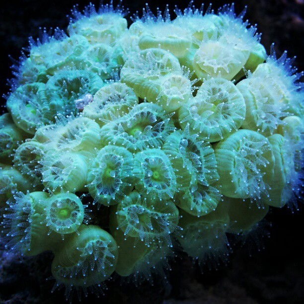 Photo by Nutterbutter with the username @NuttsNButts,  September 17, 2012 at 1:21 AM and the text says 'grantgrillo:

Feeding time 
#Coral #Reef #reeftank #fish #saltwater #ocean #marine #invertebrate  (Taken with Instagram)'