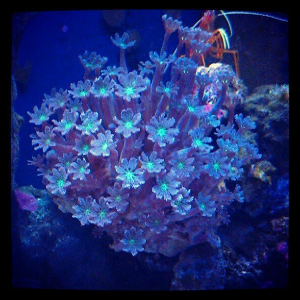 Photo by Nutterbutter with the username @NuttsNButts,  February 17, 2013 at 8:23 PM and the text says '#pipe#cleaner#coral#doing#amazing#regrowing#half#dead #piece#when#I#got#it#yay'
