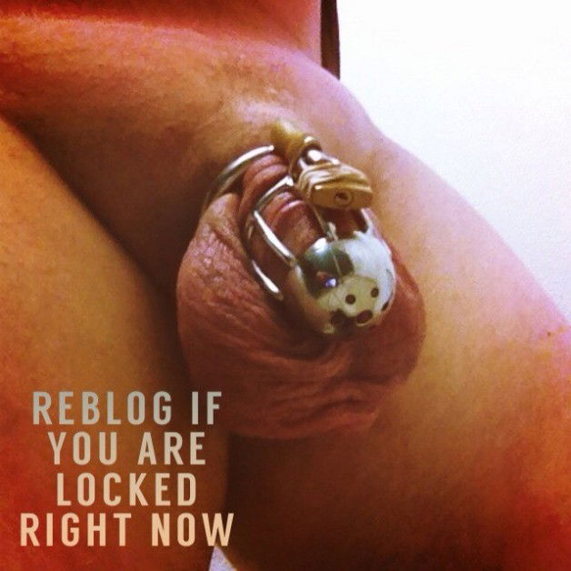 Photo by aussisnipped with the username @aussisnipped,  December 22, 2014 at 8:58 AM and the text says 'chastitychronicles:

Reblog'