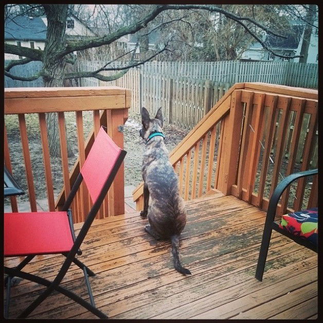 Photo by thejarett with the username @thejarett,  March 27, 2014 at 10:29 PM and the text says 'My deck sentry'