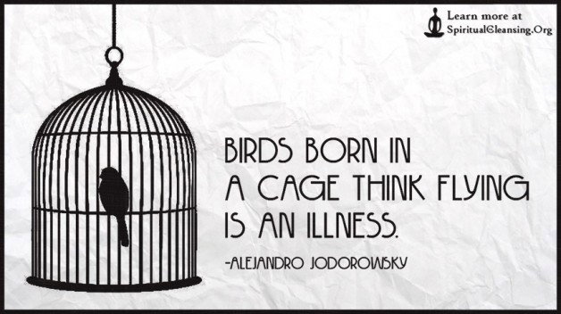 Watch the Photo by Deetz Mac Innes with the username @Deetz, posted on September 10, 2016 and the text says 'thelifeisabsurd:

Birds born in a cage think flying is an illness.

_ Alejandro Jodorowsky


And some cages are bigger than others'