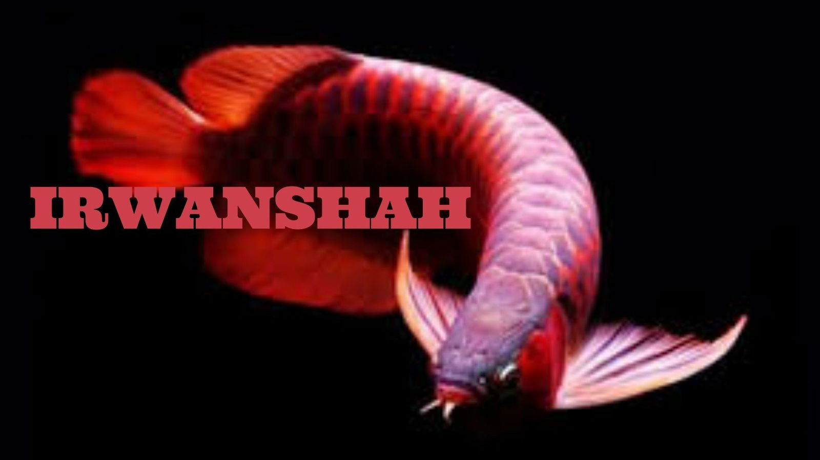 Cover photo of IRWANSHAH