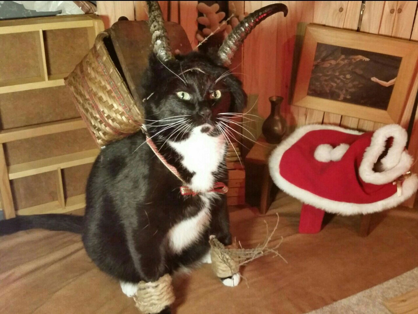 Photo by Acapulco-Gold with the username @Acapulco-Gold,  December 22, 2016 at 4:16 PM and the text says 'Krampus kat  #krampus  #cat'