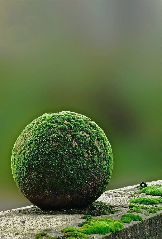 Photo by GoMakeIt with the username @GoMakeIt,  September 15, 2018 at 11:24 AM and the text says 'pendersleighhall:

(via Moss Ball | garden ornament loves)'