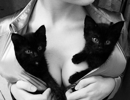 Photo by Dirty with the username @deviantgrottos,  December 6, 2011 at 6:51 PM and the text says 'Totally changes the saying &ldquo;Nice Puppies&rdquo; or &ldquo;Let the Puppies breath&rdquo; but you can say &ldquo;Nice pair of kitties&rdquo;

underview: #nice  #kitties?  #boob  #cat  #bra  #with  #claws'