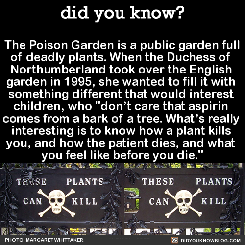 Photo by the5impleton with the username @the5impleton, who is a verified user,  November 6, 2016 at 1:18 PM and the text says 'did-you-kno:

The Poison Garden is a public garden full
of deadly plants. When the Duchess of 
Northumberland took over the English 
garden in 1995, she wanted to fill it with 
something different that would interest 
children, who “don’t care that..'