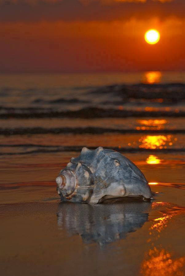 Photo by RudiR with the username @RudiR, who is a verified user,  July 12, 2014 at 11:24 PM and the text says 'milu-f:

Dimenticarsi di una persona penso che sia impossibile..e come lasciare una conchiglia sulla spiaggia..le onde la porteranno via,ma nel mare sempre ci sarà sempre…
milu-f.tumblr
 #Abendstille  #Zu  #viert  #machts  #einfach  #mehr  #Spaß'