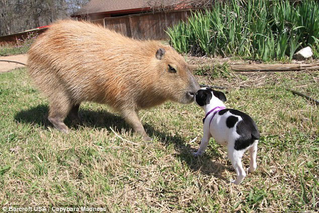 Photo by INeedAFlyingMonkey with the username @INeedAFlyingMonkey,  July 1, 2013 at 9:35 PM and the text says 'insomniagrrl:

castleoflions:

majorstranger:

‘It’s no different to having a dog or cat’: The Texas couple who share their home with an EIGHT-STONE capybara named Gary… and even let him sleep in their bed.

 #they look like guinea pigs #and then they..'