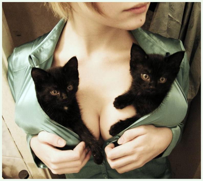 Photo by smutch with the username @smutch,  November 24, 2010 at 9:00 PM and the text says '#kitties  #cats  #boobs  #boobies  #pictures  #faves'
