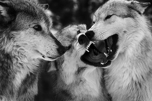 Photo by Babyji~Queen with the username @BabyjiQueen,  January 8, 2012 at 6:19 PM and the text says '#wolves'