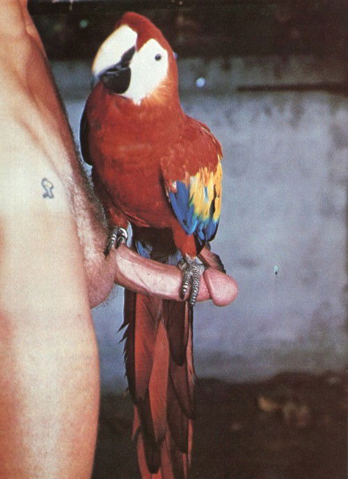 Photo by Swingtastic Toys with the username @swingtastic,  October 7, 2011 at 3:07 AM and the text says 'rainbowgoddess:

fuckyouverymuch:

We like parrots.

me too

That can&rsquo;t be comfortable #nsfw  #parrots  #birdie'